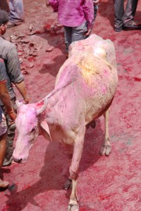 Holi-cow